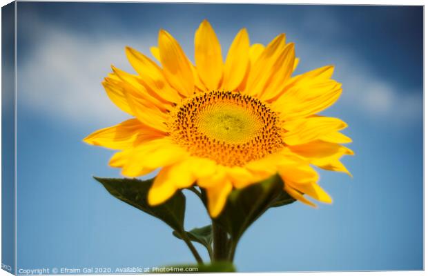 Summer sunflower Canvas Print by Efraim Gal
