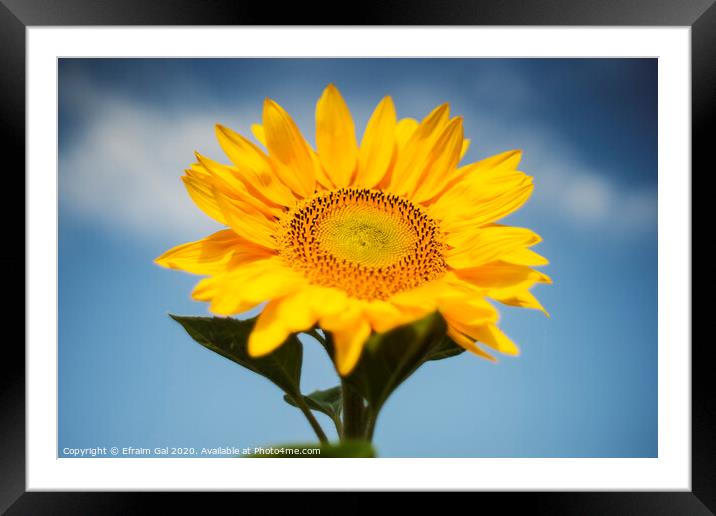 Summer sunflower Framed Mounted Print by Efraim Gal