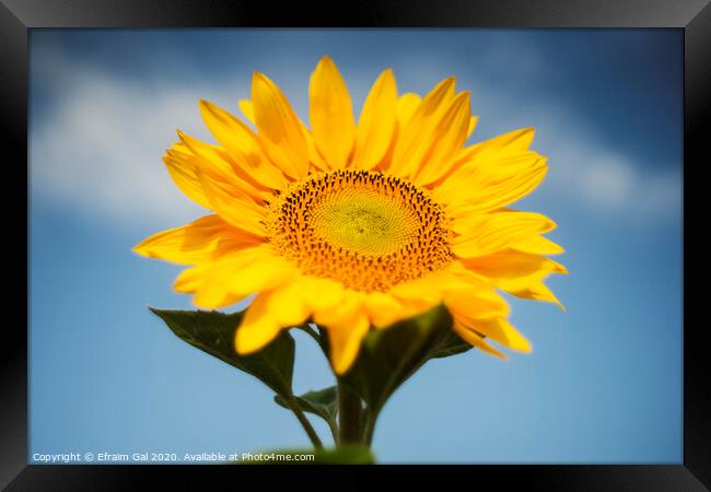 Summer sunflower Framed Print by Efraim Gal