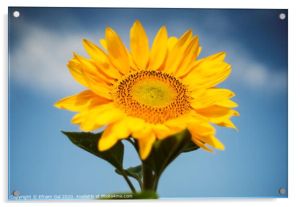 Summer sunflower Acrylic by Efraim Gal