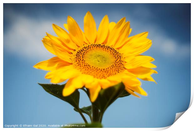 Summer sunflower Print by Efraim Gal