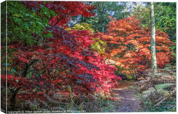 Woodland Autumnal colours Canvas Print by Steve Adams