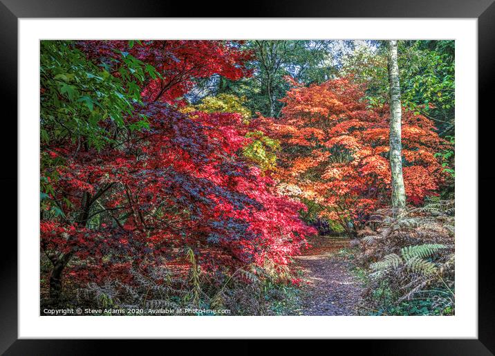 Woodland Autumnal colours Framed Mounted Print by Steve Adams