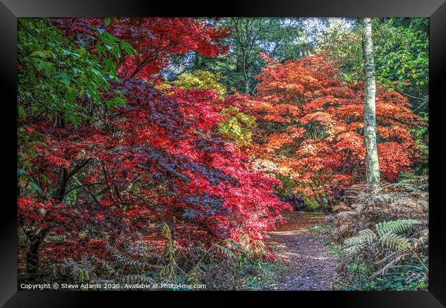 Woodland Autumnal colours Framed Print by Steve Adams