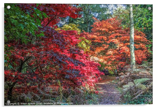 Woodland Autumnal colours Acrylic by Steve Adams