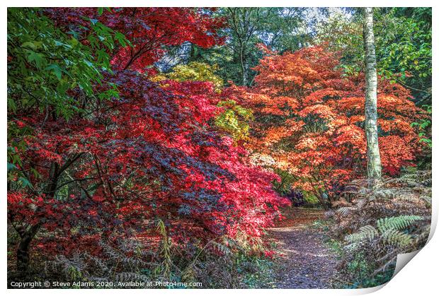 Woodland Autumnal colours Print by Steve Adams