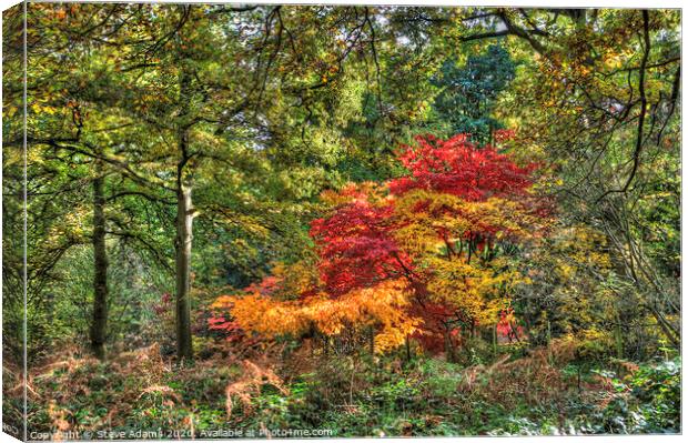 Woodland autumnal colours Canvas Print by Steve Adams