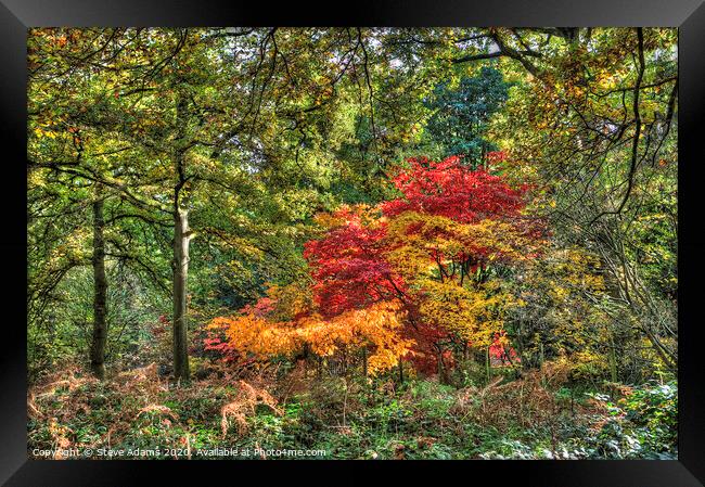 Woodland autumnal colours Framed Print by Steve Adams