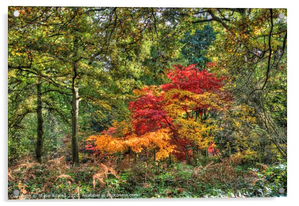 Woodland autumnal colours Acrylic by Steve Adams