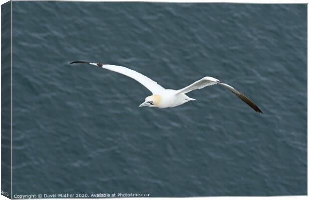 Home-coming Gannet Canvas Print by David Mather
