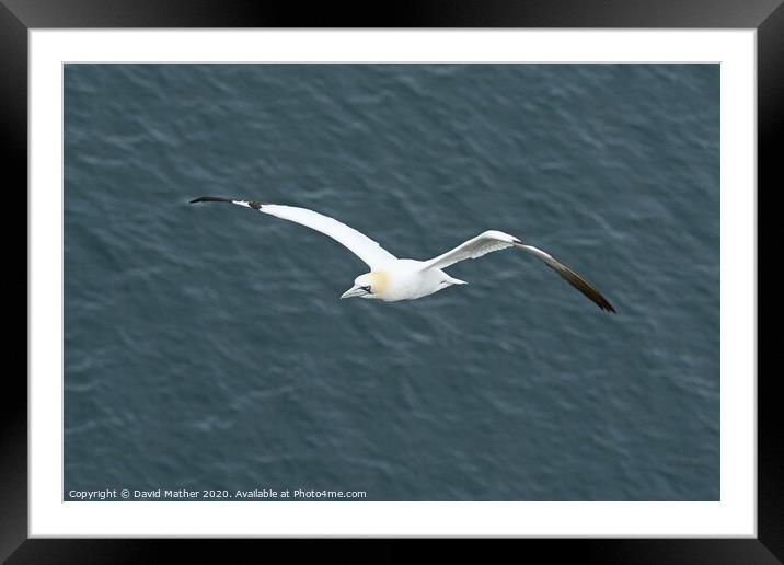 Home-coming Gannet Framed Mounted Print by David Mather
