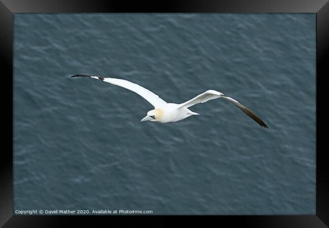Home-coming Gannet Framed Print by David Mather