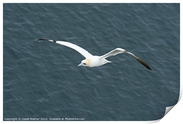 Home-coming Gannet Print by David Mather