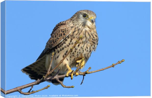 Kestrel on the lookout Canvas Print by GadgetGaz Photo