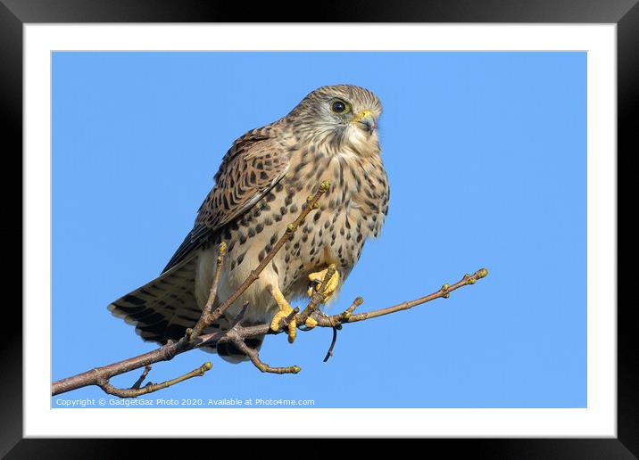 Kestrel on the lookout Framed Mounted Print by GadgetGaz Photo
