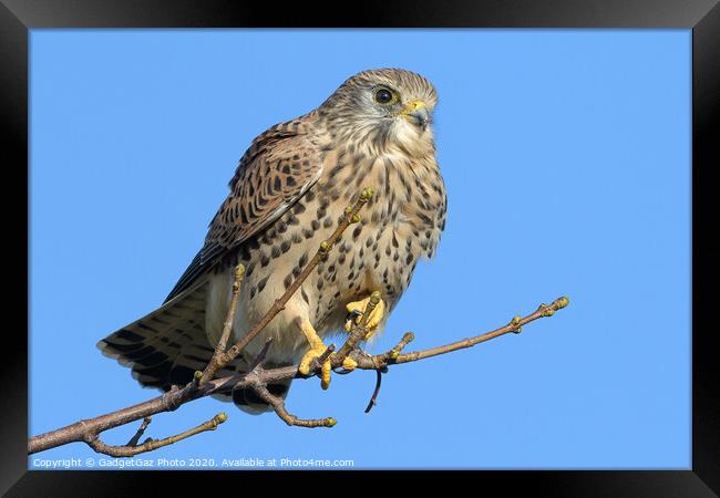 Kestrel on the lookout Framed Print by GadgetGaz Photo