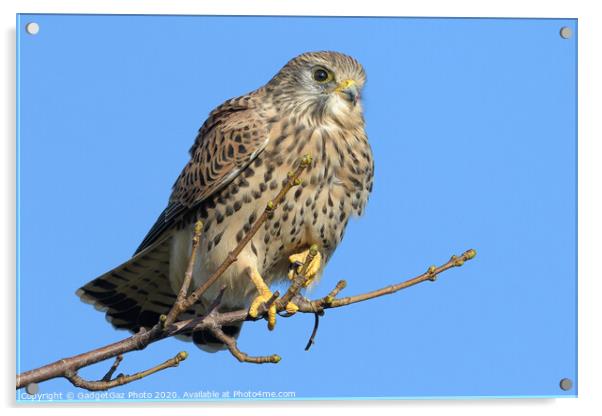 Kestrel on the lookout Acrylic by GadgetGaz Photo