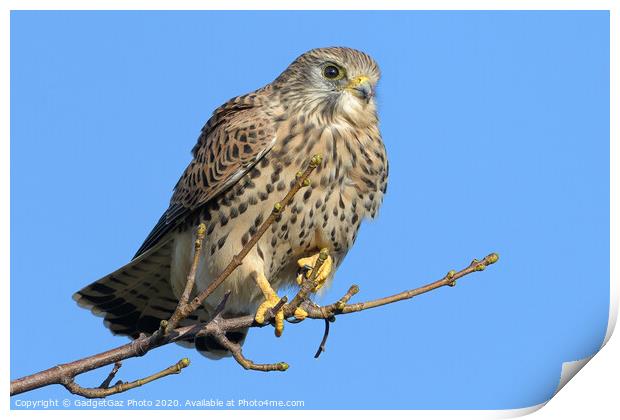 Kestrel on the lookout Print by GadgetGaz Photo