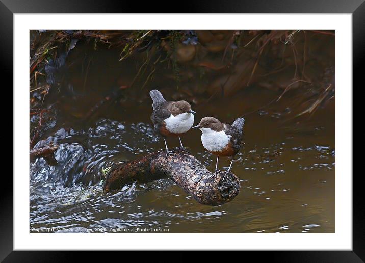 Dippers Together Framed Mounted Print by David Mather