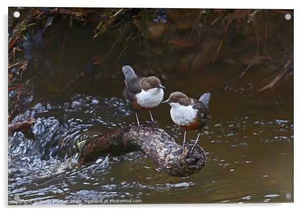 Dippers Together Acrylic by David Mather