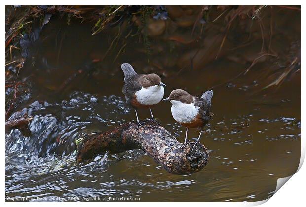 Dippers Together Print by David Mather
