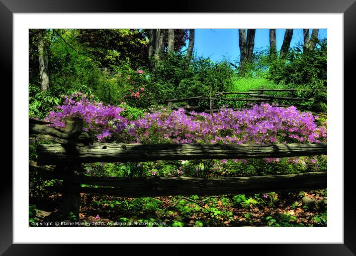 Country Fence and Flowers Framed Mounted Print by Elaine Manley