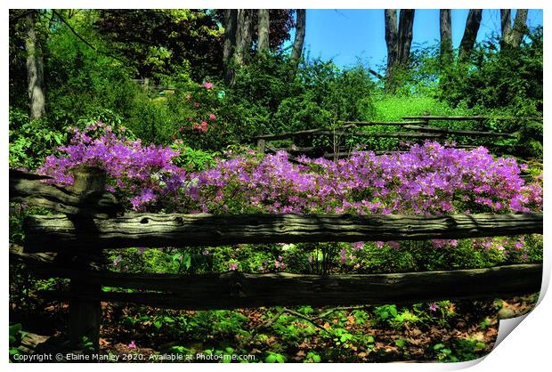 Country Fence and Flowers Print by Elaine Manley