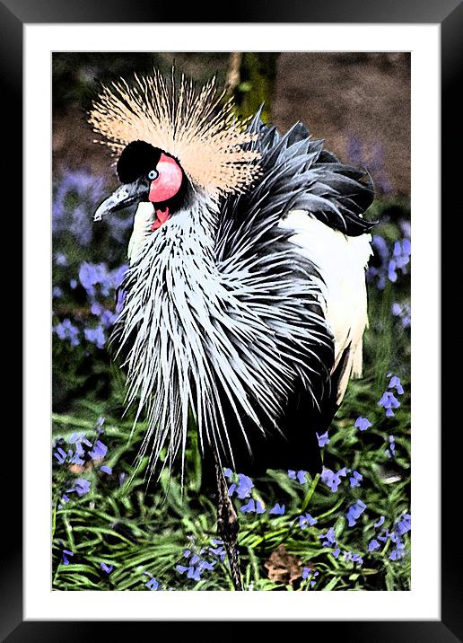 Crowned Crane Framed Mounted Print by Ian Jeffrey