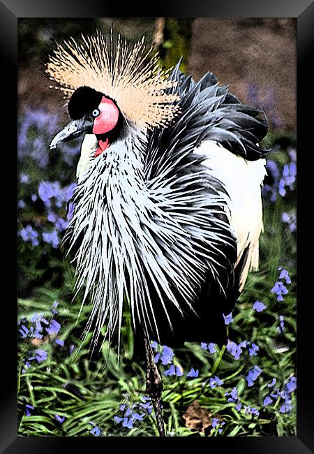 Crowned Crane Framed Print by Ian Jeffrey