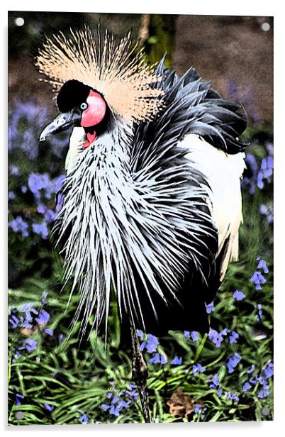 Crowned Crane Acrylic by Ian Jeffrey