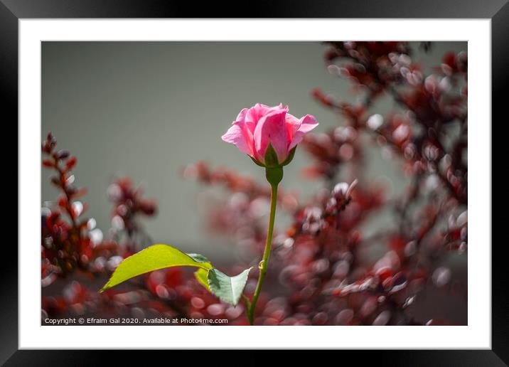 Lonely pink rose Framed Mounted Print by Efraim Gal