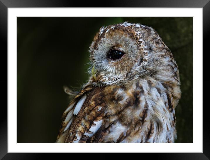 The All-Seeing Tawny Owl Framed Mounted Print by Roger Dutton