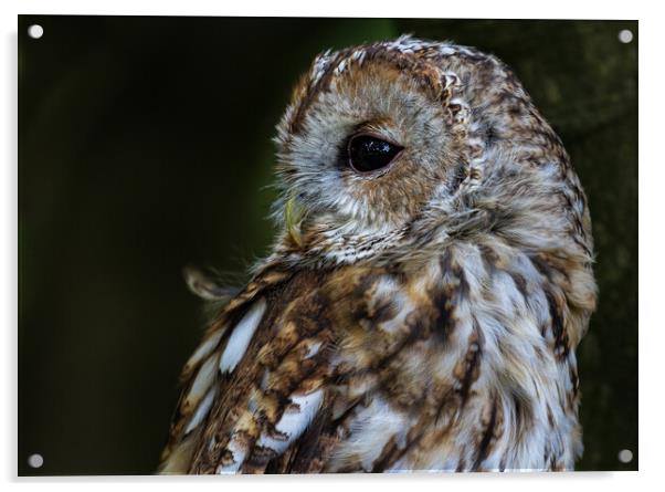 The All-Seeing Tawny Owl Acrylic by Roger Dutton