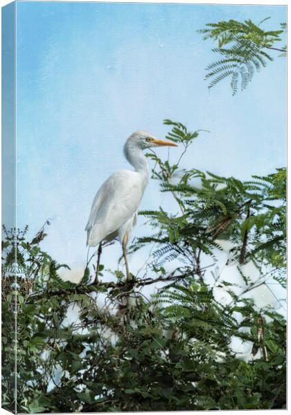 Cattle Egret In a Tree Canvas Print by Belinda Greb