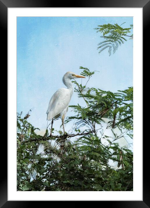 Cattle Egret In a Tree Framed Mounted Print by Belinda Greb