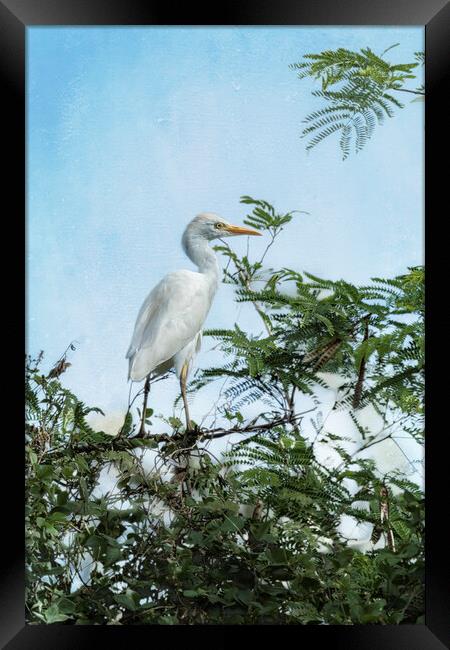 Cattle Egret In a Tree Framed Print by Belinda Greb