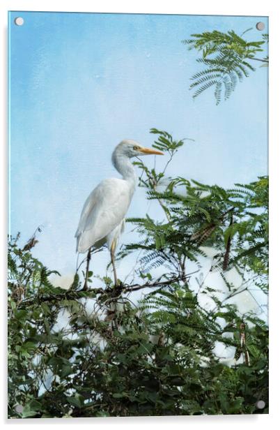 Cattle Egret In a Tree Acrylic by Belinda Greb