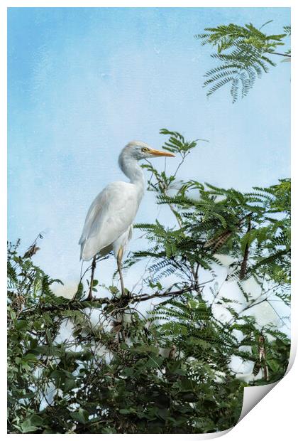 Cattle Egret In a Tree Print by Belinda Greb