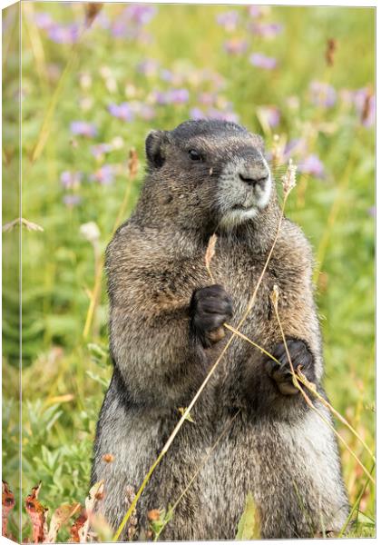 Hoary Marmot Pulling a Stalk Canvas Print by Belinda Greb