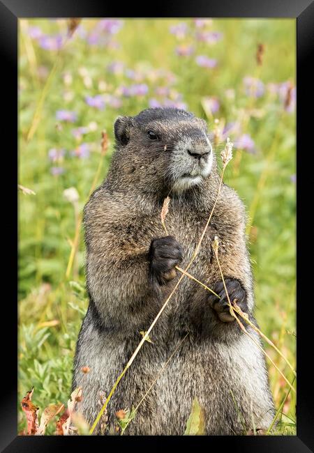 Hoary Marmot Pulling a Stalk Framed Print by Belinda Greb