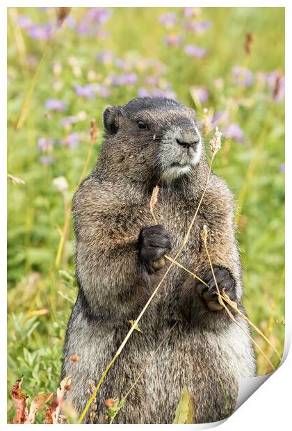 Hoary Marmot Pulling a Stalk Print by Belinda Greb