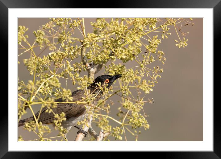 African Red-eyed Bulbul Framed Mounted Print by Belinda Greb