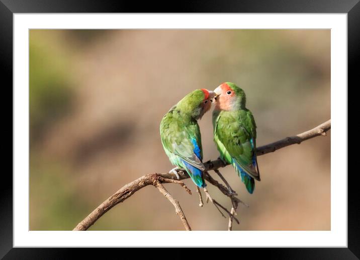 Rosy Faced Lovebird Kisses Framed Mounted Print by Belinda Greb