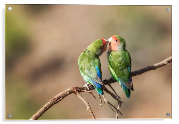 Rosy Faced Lovebird Kisses Acrylic by Belinda Greb