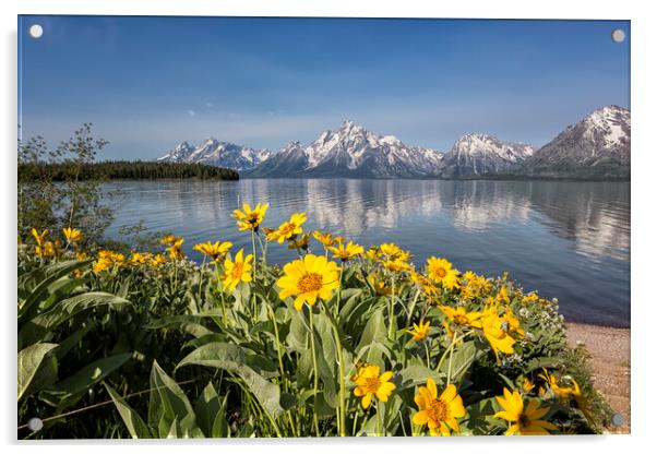 Flowers by Jackson Lake, Grand Tetons Acrylic by Belinda Greb