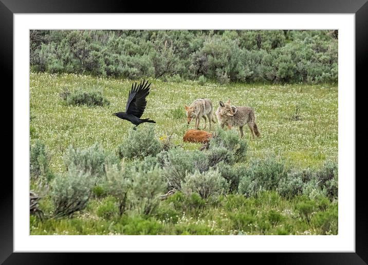 Coyotes with the Carcass of a Bison Calf, No. 1 Framed Mounted Print by Belinda Greb