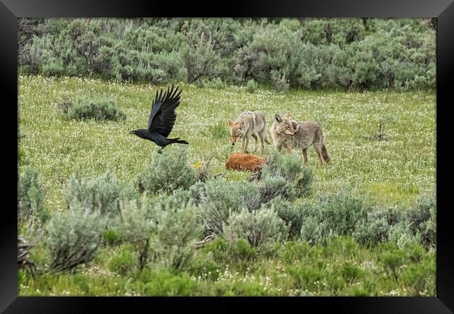 Coyotes with the Carcass of a Bison Calf, No. 1 Framed Print by Belinda Greb