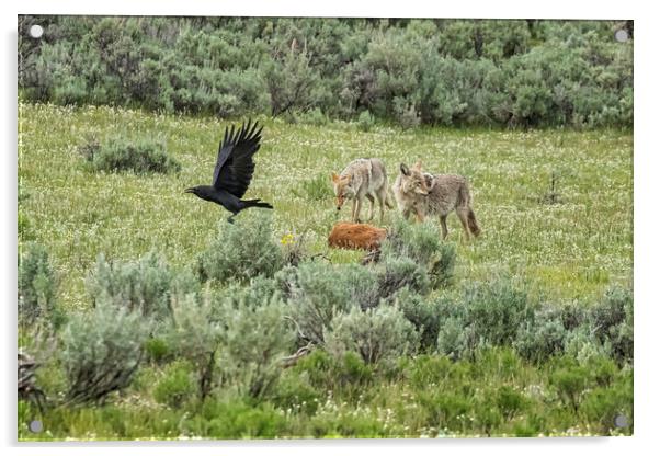 Coyotes with the Carcass of a Bison Calf, No. 1 Acrylic by Belinda Greb