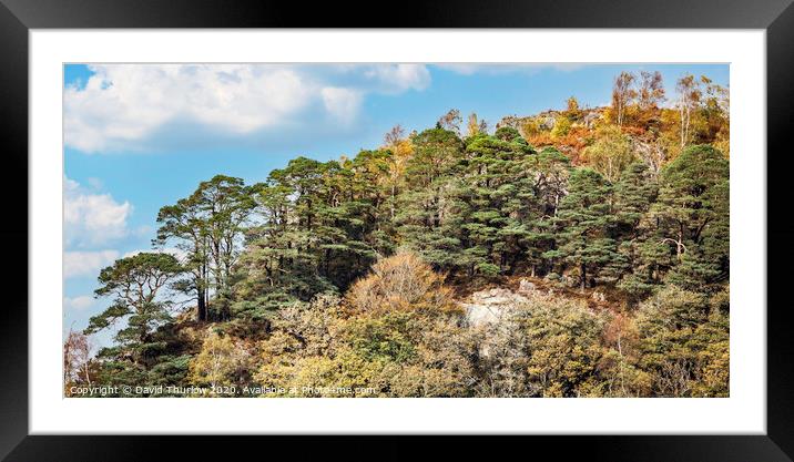 Tree Lined Hillside Framed Mounted Print by David Thurlow
