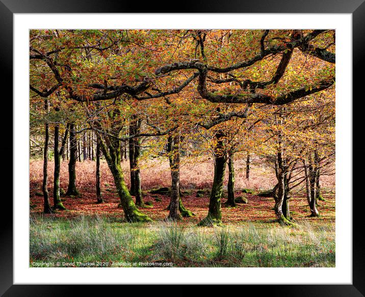 Autumn Wood Framed Mounted Print by David Thurlow